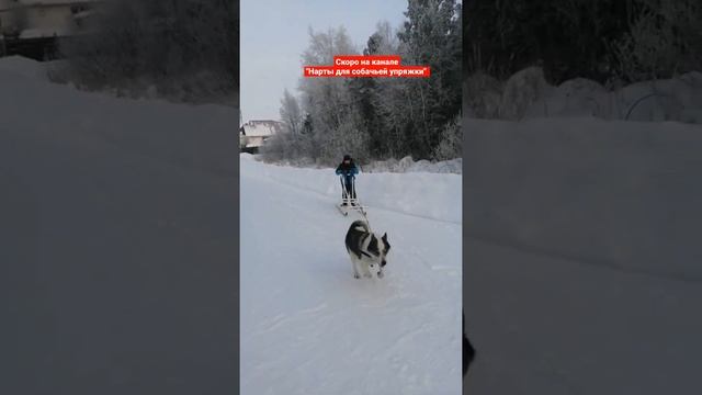 Нарты для собачьей упряжки своими руками.