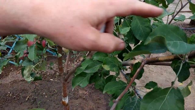 Яблоня "Уэлси" и вандалы. 16.08.20. смотреть онлайн