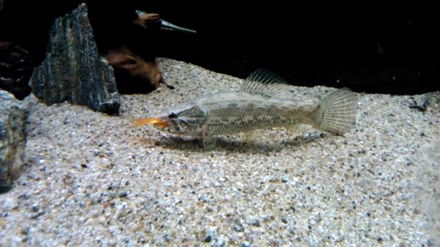 Hoplias malabaricus feeding goldfish смотреть онлайн