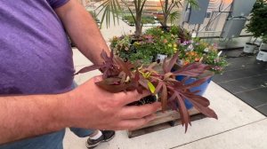 Creating the Perfect Summer Planters using AquaPots