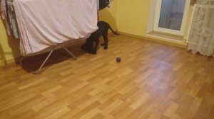 Кане корсо 2.5 месяца. Собака играет. Щенок Кане корсо. Кане корсо.