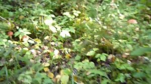 АБВГ+грибы в вологодской области