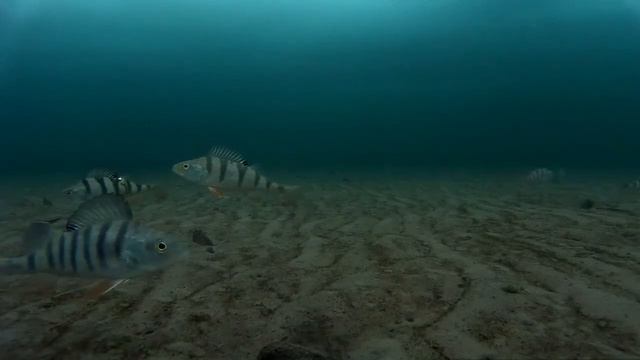 Подводное видео. Январь. Окунь позабавился и ушёл. смотреть онлайн