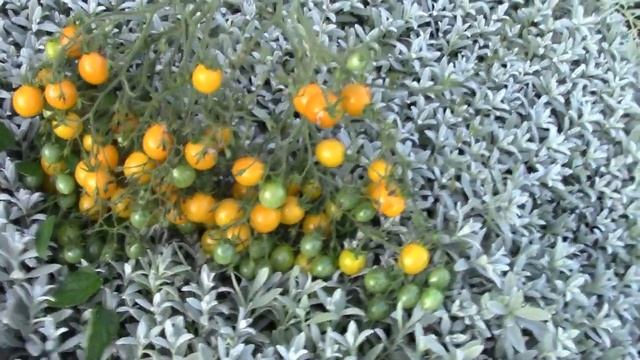 ЖИВАЯ МУЛЬЧА -  Полезная Красота! Природное Мульчирование.
