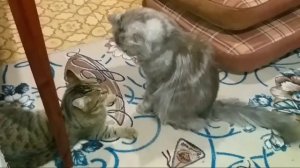 ?Кошка нападает на кота!!!?
