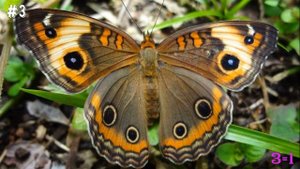 Насекомые (викторина)