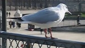 Le jardin des Tuileries_04