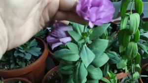 Эустома многолетний цветок. Зимний уход.