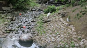 Ибис цапля орнитология птицы