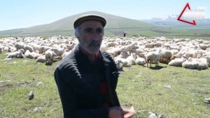 Маршрут перегона овец создают проблемы для жителей села Ахали Хулгумо