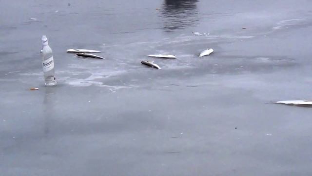 Ловля чехони со льда