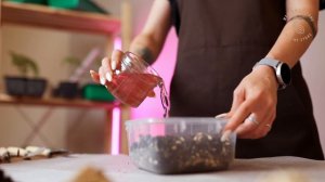 Как посеять семена деревьев? Показываем на примере пихты сибирской