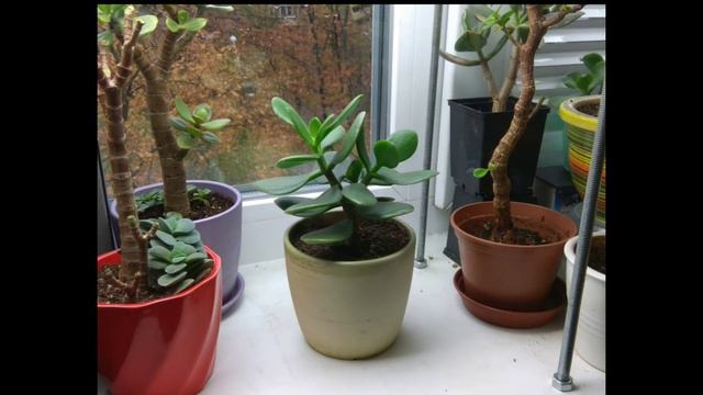 Crassula Jade is dancing the waltz. Крассула танцует вальс смотреть онлайн