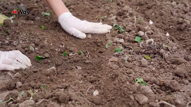 Этот Бабушкин Cекрет Повышает Урожай Любых Озимых Культур в 4 раза! смотреть онлайн