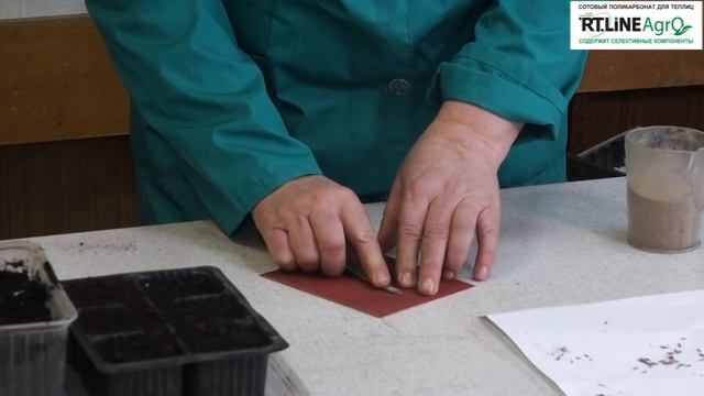 Посев семян герани (пеларгонии). Герань из семян. смотреть онлайн