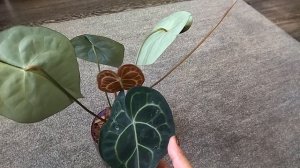 Антуриум хрустальный. Цветы в доме.