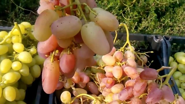 сорт винограда преображение, смотреть онлайн