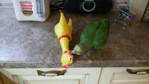 Венесуэльский амазон. Весна)))