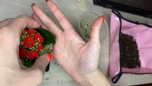 Пересадка Каланхоэ дома // Replanting Kalanchoe at home // Пересадка цветка из "Ада"