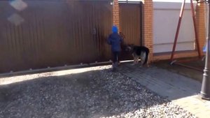 ВЛОГ НЕМЕЦКАЯ ОВЧАРКА/ МОЯ ЛЮБИМАЯ  СОБАКА