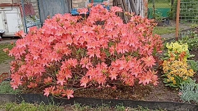 Цветение азалии . Azalea . смотреть онлайн