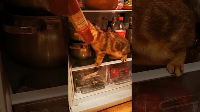 Запустили кота в холодильник. Что он будет делать? Кот в холодильнике. Забавное видео.Британский ко