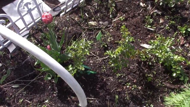 ЧТО ПОСАДИЛА К РОЗАМ. ХОЛОДАЕТ,ТЕМПЕРАТУРА СТРЕМИТСЯ К НУЛЮ.... смотреть онлайн