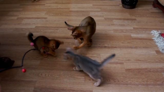 Абиссинцы на продажу 89164447722 Катя.