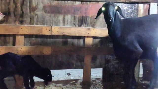 ОКОТ ОВЦЫ. ГИССАРСКАЯ ОВЦА И ЯРКА ??. ХИСОРИ КОЙ ТУГДИ! МА ША АЛЛАХ! смотреть онлайн