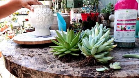 plantando sedum spathulifolium 'capo Blanco'Lampranthus Deltoides ?♥️