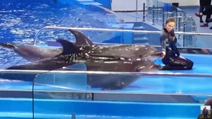 Владивосток Приморский океанариум Шоу дельфинов (музыкальное сопровождение выступления не оригинала