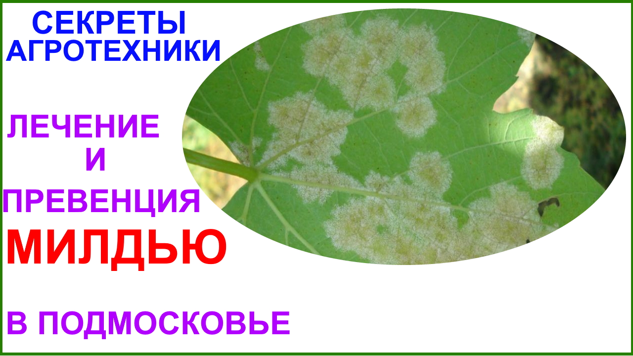 Лечение и профилактика МИЛДЬЮ в условиях Подмосковья.