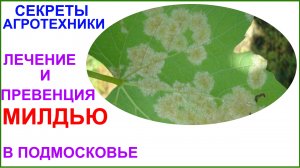 Лечение и профилактика МИЛДЬЮ в условиях Подмосковья.