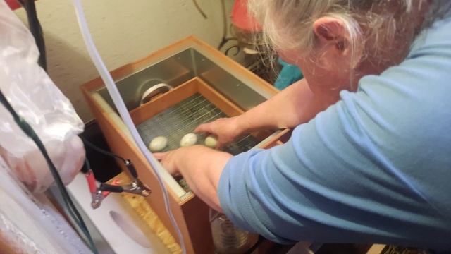 Могли остаться без цыплят...