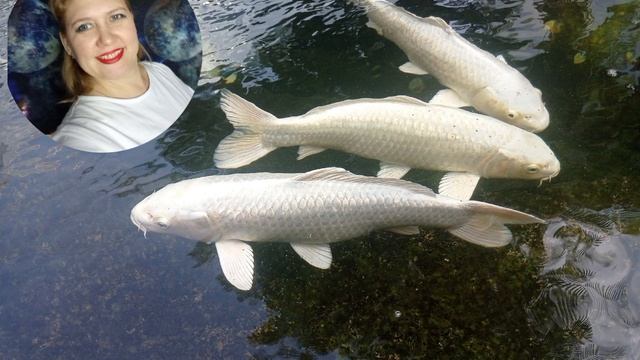 Поток ИЗОБИЛИЯ, день 7-й, медитация ЛЕГКОЕ ИСПОЛНЕНИЕ ЖЕЛАНИЙ смотреть онлайн