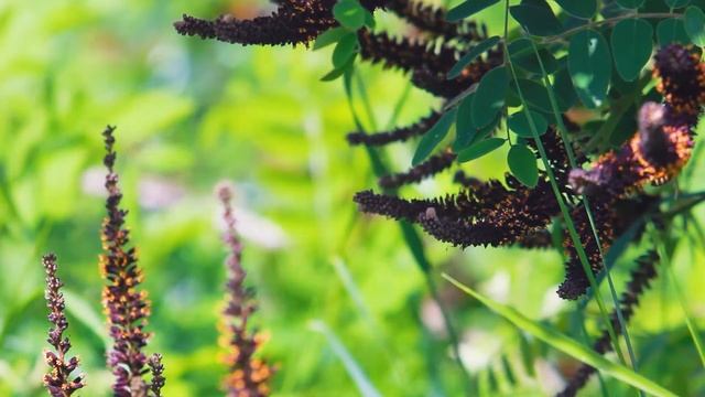 Редкий вид Акации цветет весной | Футажи красивая природа [FullHD] смотреть онлайн