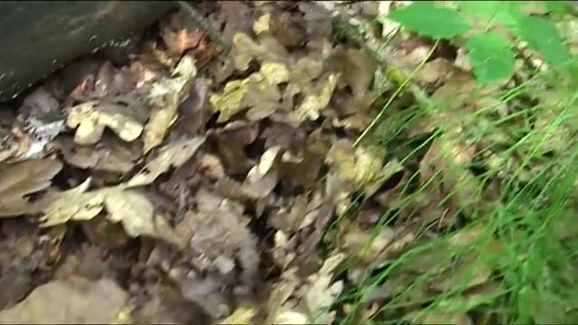 За белыми грибами. Секреты сбора грибов. смотреть онлайн