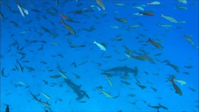 Морские приключения-красивое видео с разными морскими обитателями