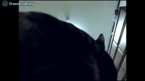 Прыжки кота в высоту [Jumping cat in height]