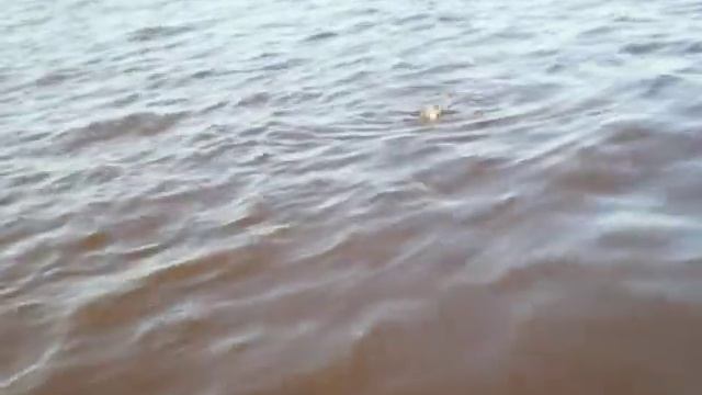 Язь на море смотреть онлайн