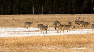 Косули в заказнике «Большая степь»