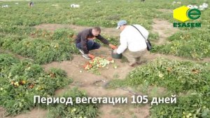 РУФУС F1 - Томат высокого качества!