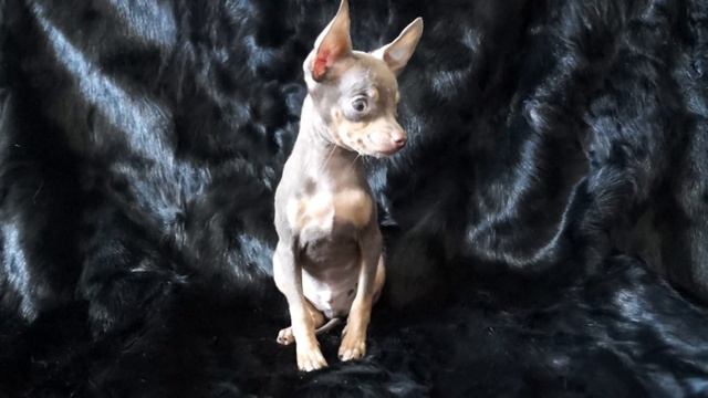 Клубный Лилово-подпалый мальчик, РКФ, в продаже смотреть онлайн