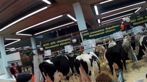 Красная горбатовская КРС на выставке Золотая Осень 2016