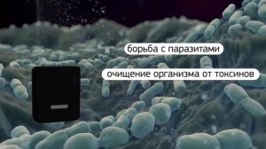 Прибор Life Animal - теперь и наши любимые питомцы под защитой биорезонанса