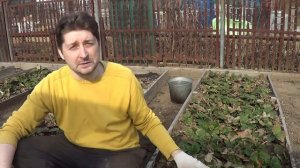 Как защитить клубнику от заморозков