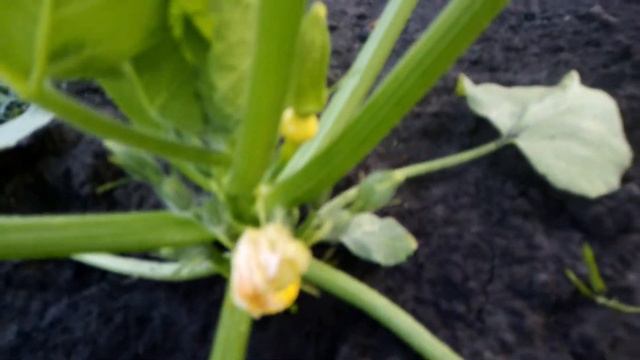 Цветет Моя КУСТОВАЯ ТЫКВА. 21.06.2019г. смотреть онлайн