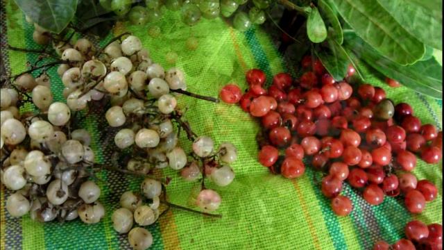 Flora Medicinal - Aroeira (Schinus molle L.) смотреть онлайн