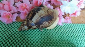 АХАТИНА РЕТИКУЛЯТА ЧЕРНОГОЛОВАЯ - ОТ 8 СМ ДО 10 СМ - 24.03.2018 ( МАРИ МИСТИК )