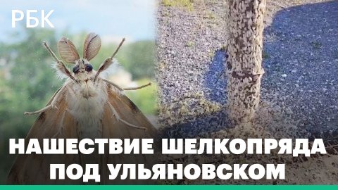Танец тысячи бабочек в свете фонаря. В Ульяновской области нашествие шелкопряда: видео
